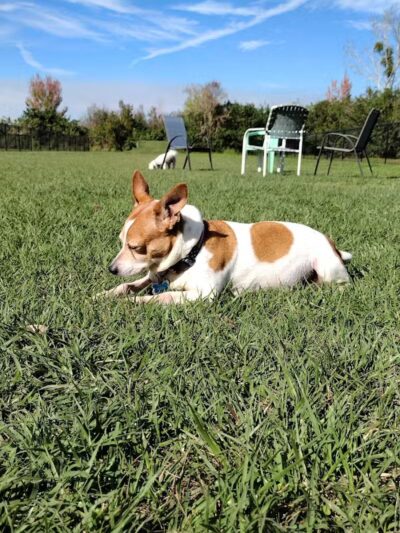 Spring Lake Dog Park - Sebring, FL