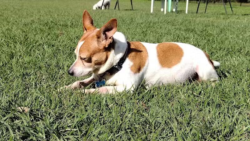 Spring Lake Dog Park - Sebring, FL