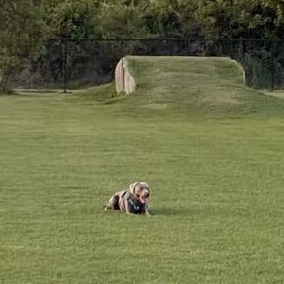 Spring Lake Dog Park - Sebring, FL