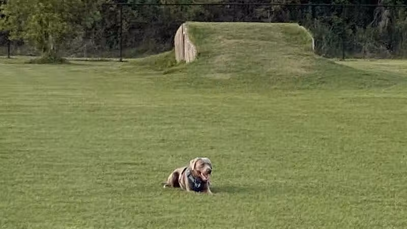 Spring Lake Dog Park - Sebring, FL