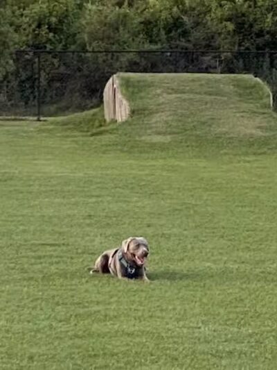 Spring Lake Dog Park - Sebring, FL