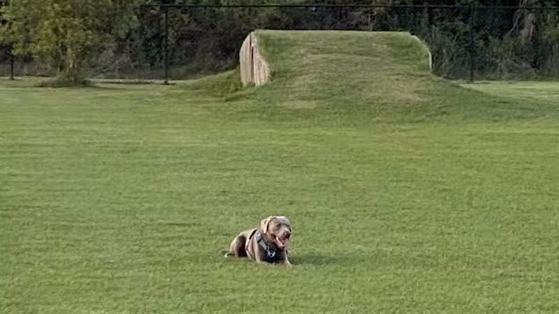 Spring Lake Dog Park - Sebring, FL