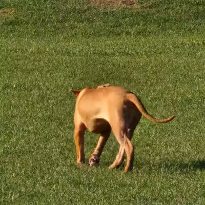 Spring Lake Dog Park - Sebring, FL