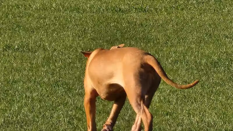 Spring Lake Dog Park - Sebring, FL