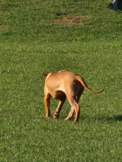 Spring Lake Dog Park - Sebring, FL