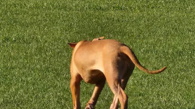 Spring Lake Dog Park - Sebring, FL