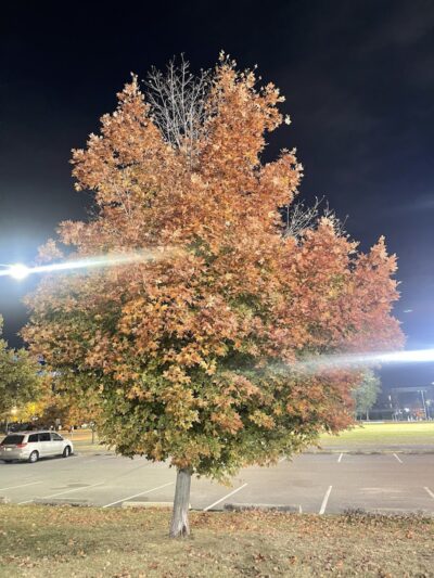 Laurel Hill Park - Secaucus, NJ