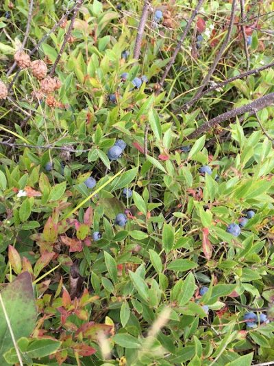 Caterpillar Hill and Cooper Farm- Blue Hill Heritage Trust - Sedgwick, ME
