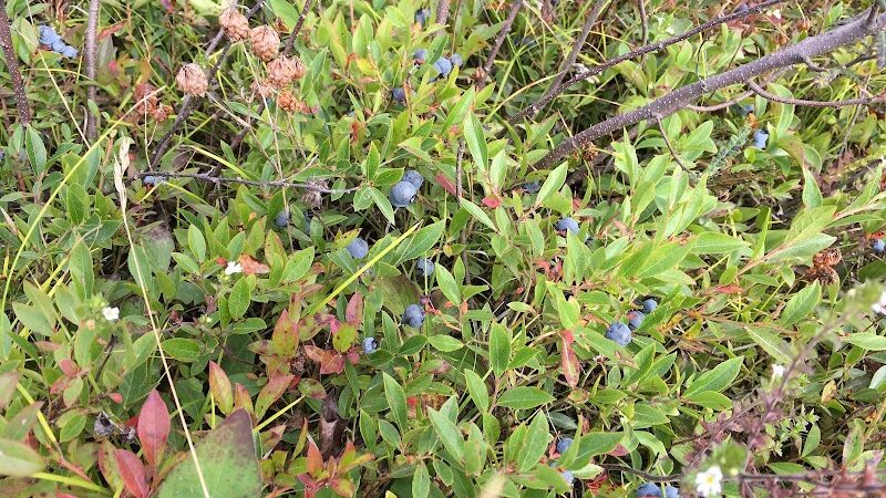 Caterpillar Hill and Cooper Farm- Blue Hill Heritage Trust - Sedgwick, ME