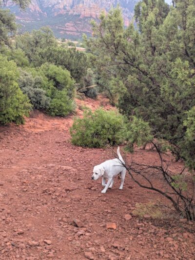 Sedona Dog Park - Sedona, AZ