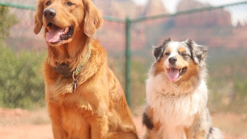 Sedona Dog Park - Sedona, AZ