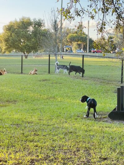 Mango Dog Park - Seffner, FL