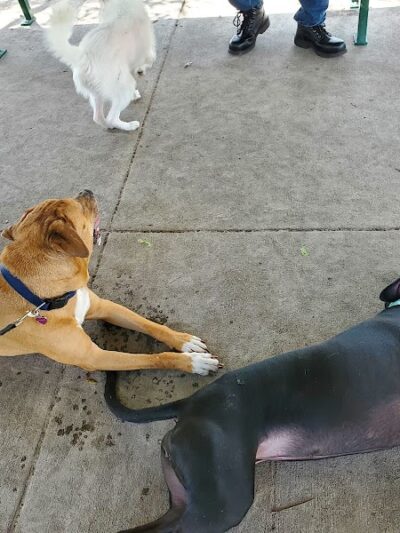 Mango Dog Park - Seffner, FL