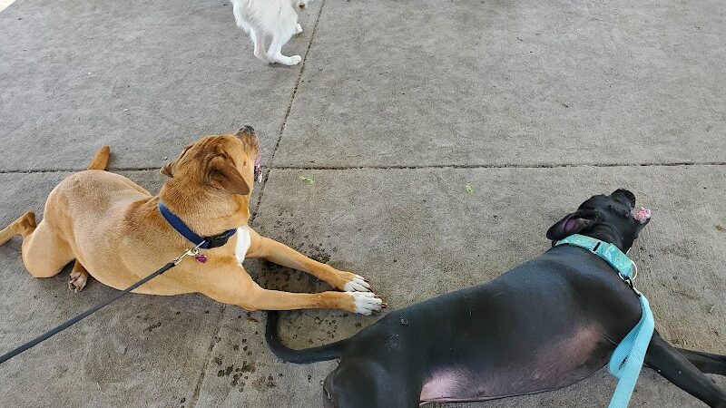 Mango Dog Park - Seffner, FL