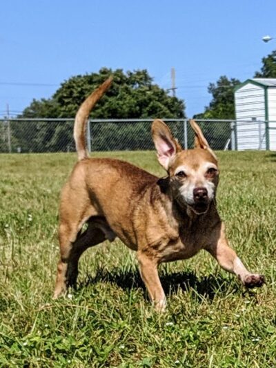 Mango Dog Park - Seffner, FL