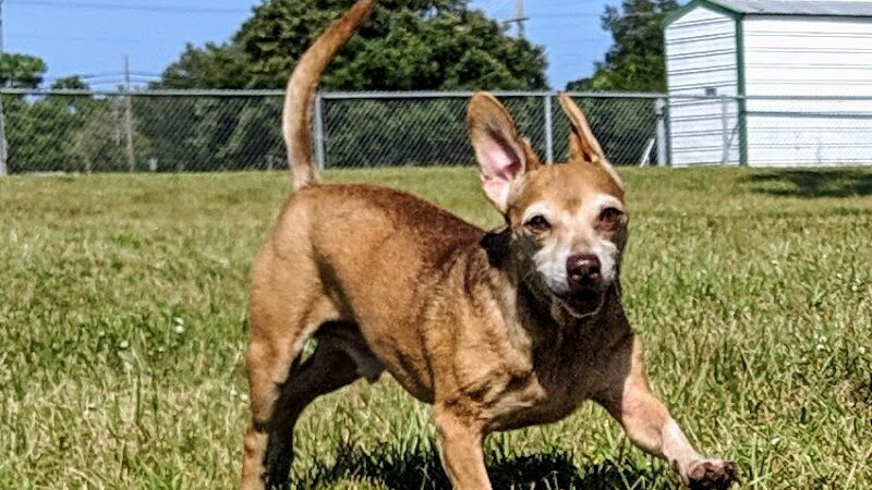 Mango Dog Park - Seffner, FL