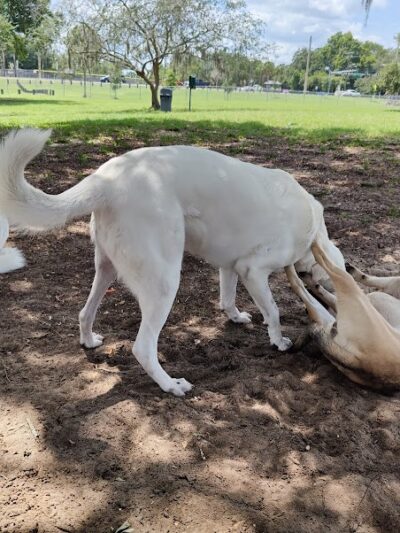 Mango Dog Park - Seffner, FL