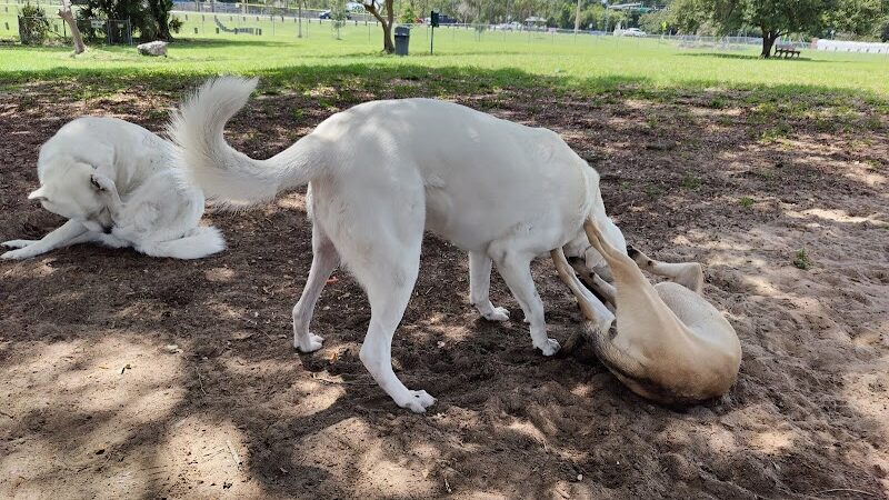 Mango Dog Park - Seffner, FL