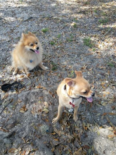 Mango Dog Park - Seffner, FL