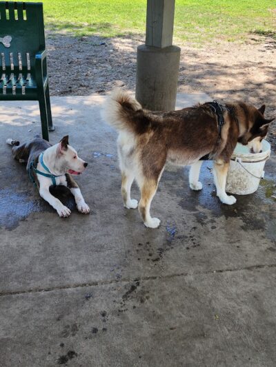 Mango Dog Park - Seffner, FL
