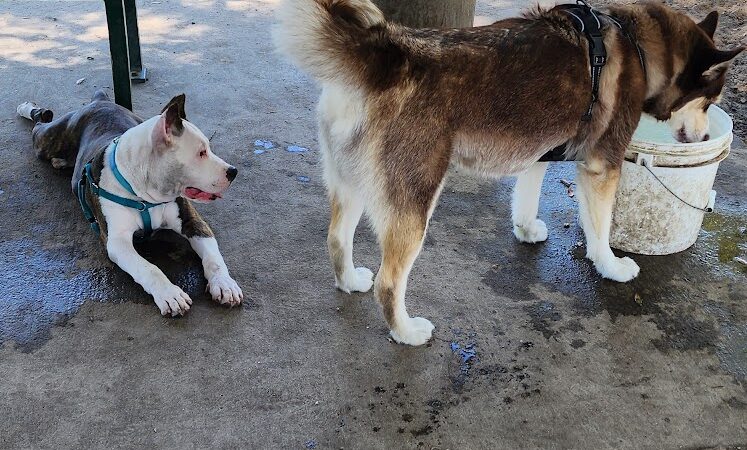 Mango Dog Park - Seffner, FL