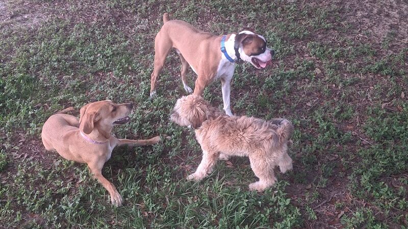 Mango Dog Park - Seffner, FL