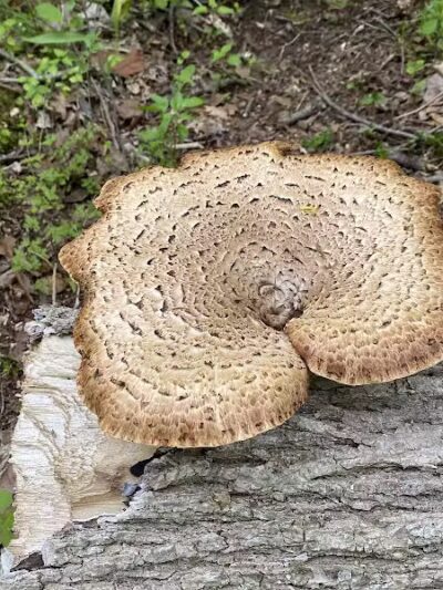 Hollyhock Hollow Sanctuary - Selkirk, NY