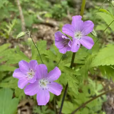 Hollyhock Hollow Sanctuary - Selkirk, NY