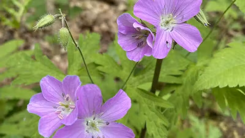 Hollyhock Hollow Sanctuary - Selkirk, NY