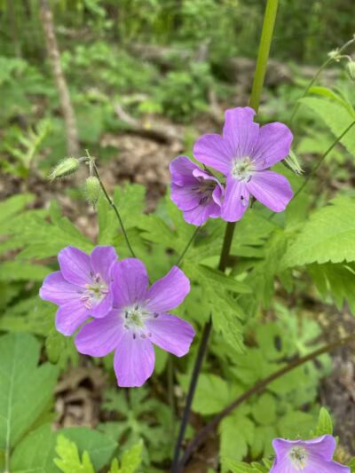 Hollyhock Hollow Sanctuary - Selkirk, NY