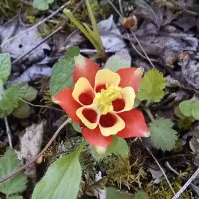 Hollyhock Hollow Sanctuary - Selkirk, NY