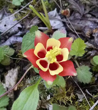 Hollyhock Hollow Sanctuary - Selkirk, NY