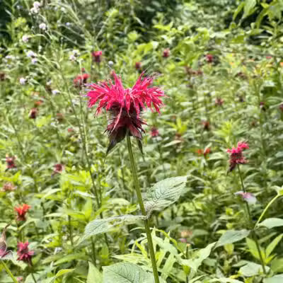 Hollyhock Hollow Sanctuary - Selkirk, NY