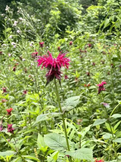 Hollyhock Hollow Sanctuary - Selkirk, NY