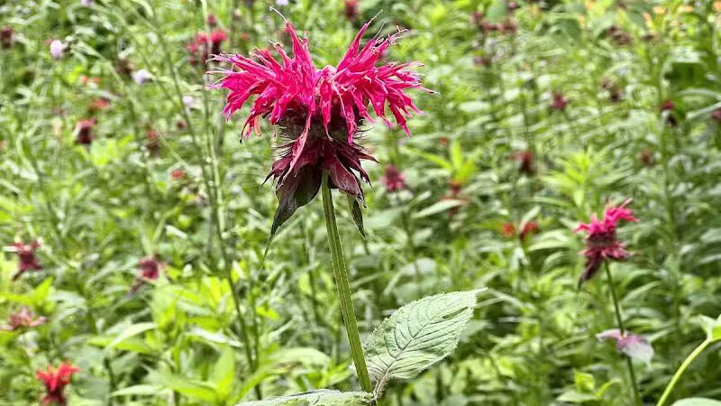 Hollyhock Hollow Sanctuary - Selkirk, NY