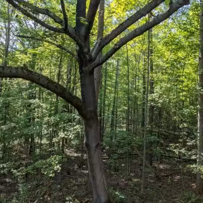Holt Preserve - Selkirk, NY