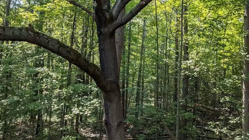 Holt Preserve - Selkirk, NY