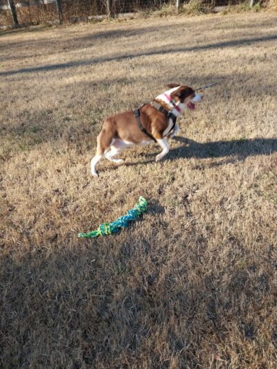 Phil White Dog Park - Sewanee, TN