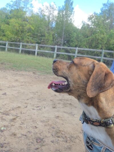 Phil White Dog Park - Sewanee, TN