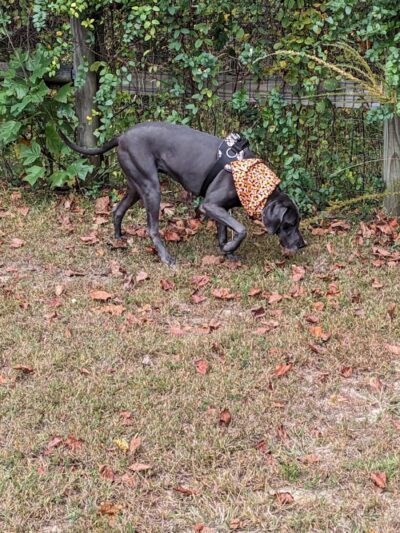 Phil White Dog Park - Sewanee, TN