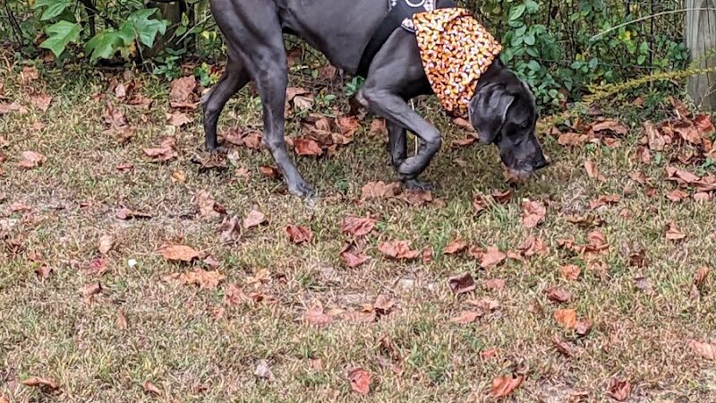 Phil White Dog Park - Sewanee, TN