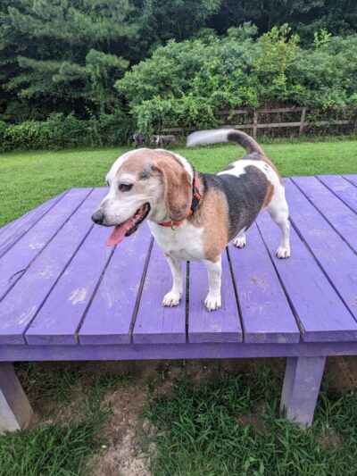 Phil White Dog Park - Sewanee, TN