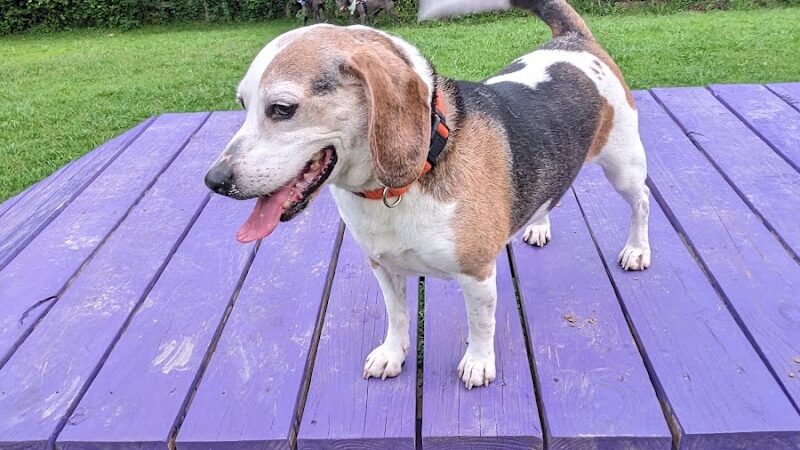 Phil White Dog Park - Sewanee, TN