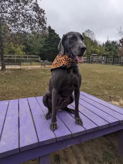 Phil White Dog Park - Sewanee, TN