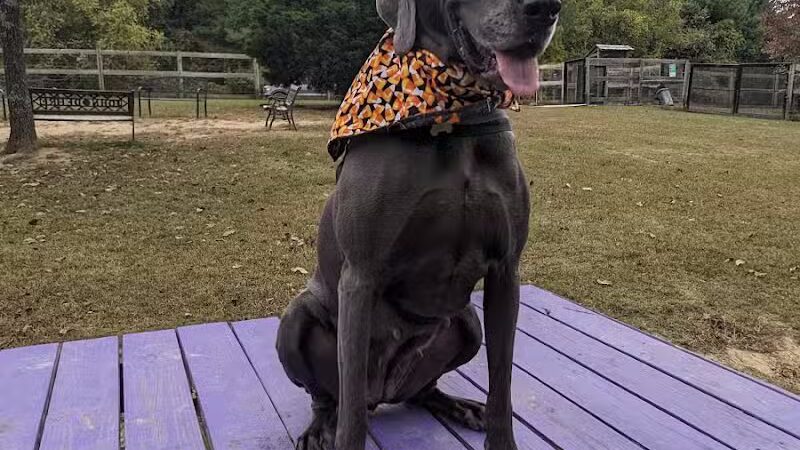 Phil White Dog Park - Sewanee, TN