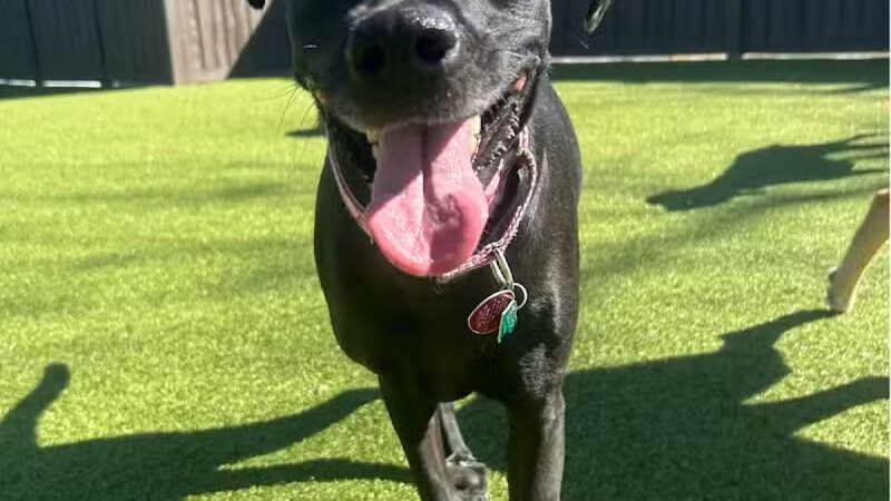 The Alps Bark Park - Seward, NE