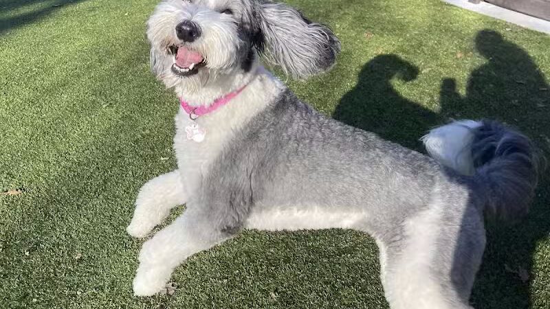 The Alps Bark Park - Seward, NE