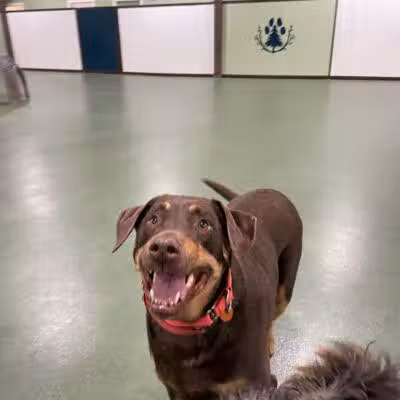 The Alps Bark Park - Seward, NE