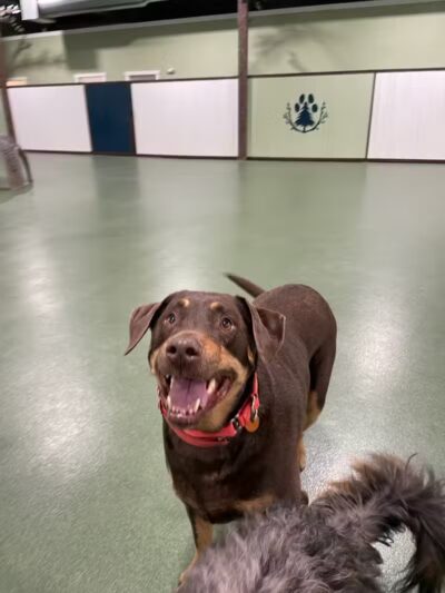 The Alps Bark Park - Seward, NE