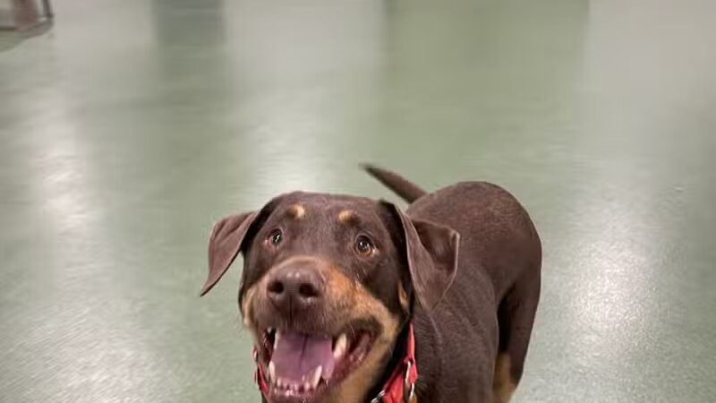 The Alps Bark Park - Seward, NE